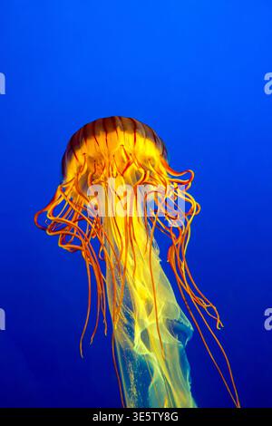 Meduse con ortica del Pacifico e spazio per fotocopie Foto Stock