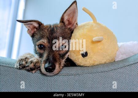Un cucciolo di razza mista e il suo giocattolo Foto Stock