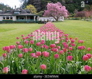 Tulipani primaverili e prato verde fuori dal ristorante nei Butchart Gardens sull'Isola di Vancouver, British Columbia, Canada Foto Stock