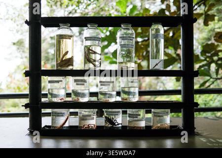 I barattoli di vetro contengono insetti e piccole creature conservati. Ciascun campione è immerso in un liquido all'interno di un rack di legno. Lo sfondo mostra il fogliame verde, la liscia naturale Foto Stock