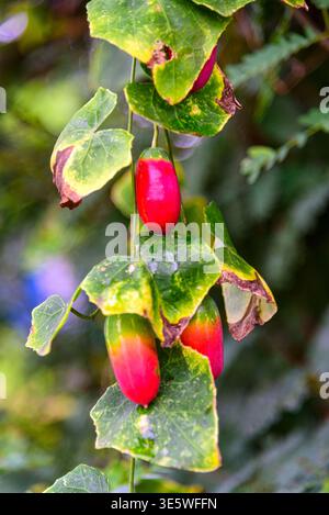 Frutti maturi di Coccinia grandis o edera gourd (Coccinia Grandis Voigt) appesi alla vite in natura. Foto Stock