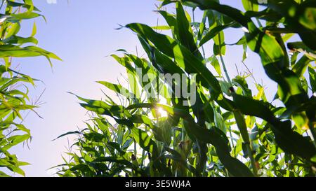 La luce del sole splende attraverso le alte foglie di granturco verde. Le piante di mais retroilluminate si innalzano contro un cielo limpido mentre la luce del sole filtra attraverso foglie verdi in un fiorente Foto Stock