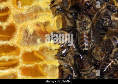 Le api mellifera conservano il miele in celle di un favo, sezione trasversale di un favo in un alveare Foto Stock