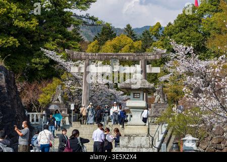 Vista panoramica di una porta torii in pietra incorniciata da alberi sakura in fiore e lussureggiante foresta Foto Stock