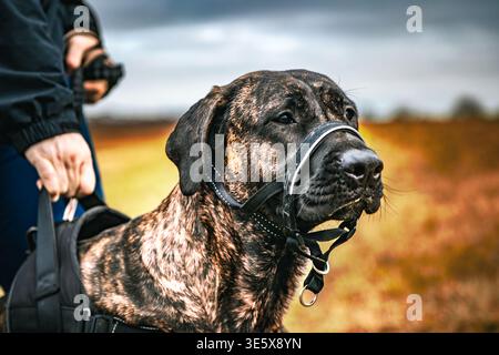 Un ritratto ravvicinato di un cane da baldacchino felice e corvo brindle cane corso e Mastiff con la sua lingua fuori. Potente razza grande Foto Stock