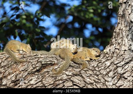 Smith-Buschhörnchen / scoiattolo di albero di Smith / Paraxerus cepapi Foto Stock