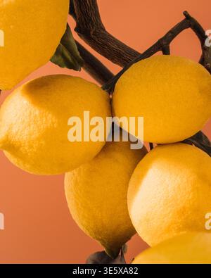 foto ravvicinata di limoni su un albero di limone fotografato in uno studio Foto Stock