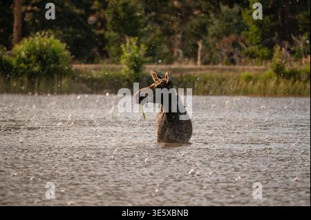 Alce donna adulta in piedi nel lago di montagna durante le piogge Foto Stock