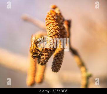 l'ape raccoglie il polline su un nocciolo in fiore Foto Stock