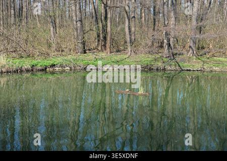 La tartaruga d'acqua dolce poggia su un piccolo tronco in un fiume calmo con riflessi di alberi lungo una costa forestale Foto Stock