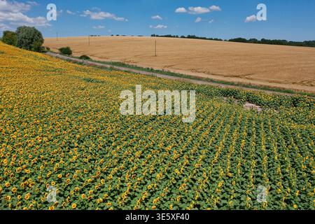 Vista aerea di vibranti girasoli in contrasto con campi di grano dorato sotto un cielo blu, quartiere di Chyhyrynskyi, Cherkasy Oblast, Ucraina. Foto Stock