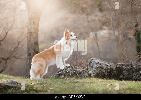 Border Collie in piedi su Rock guardando in lontananza: Allerta Border Collie che posa sulla roccia in un ambiente panoramico all'aperto. Foto Stock