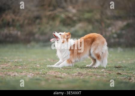 Border Collie in piedi allerta in campo dopo aver giocato: Border Collie guarda al lato, attento e pronto a continuare a giocare. Foto Stock