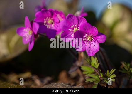 Primo piano di fiori di hepatica viola che fioriscono all'inizio della foresta primaverile con luce naturale soffusa e bassa profondità di campo. Foto Stock