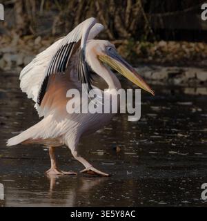 pelican mette delicatamente un piede davanti all'altro sul lago ghiacciato di Budapest. Foto Stock