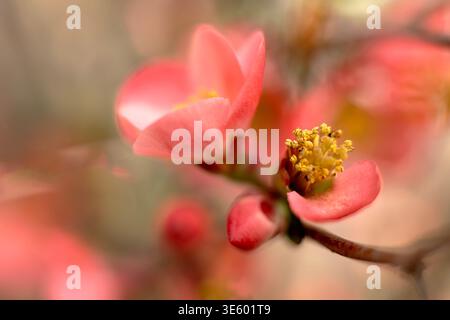 Una pesca rosa completamente fiorita fiorisce su un ramo in un frutteto primaverile Foto Stock
