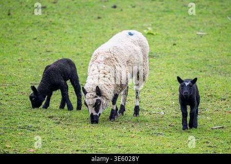 Un paio di agnelli neri con madre bianca e nera sul campo a Pevensey, East Sussex, Regno Unito Foto Stock