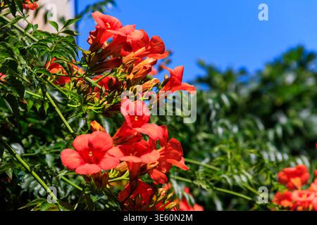 Fiori di arancio brillante della tromba o del superriduttore (Campsis radicans) Foto Stock