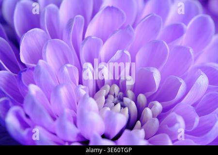 Primo piano di petali di fiori viola a strati, che mostrano una simmetria naturale e un'illuminazione soffusa con scatti dai dettagli più intensi Foto Stock