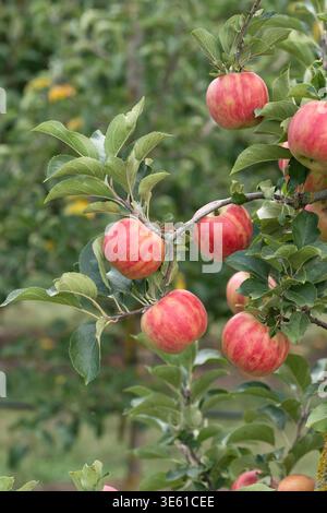 Apfel Malus domestica Karneval McPHRM *** Apple Malus domestica Carnival McPHRM McPHRM Foto Stock