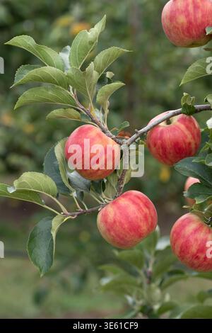 Apfel Malus domestica Karneval McPHRM *** Apple Malus domestica Carnival McPHRM McPHRM Foto Stock