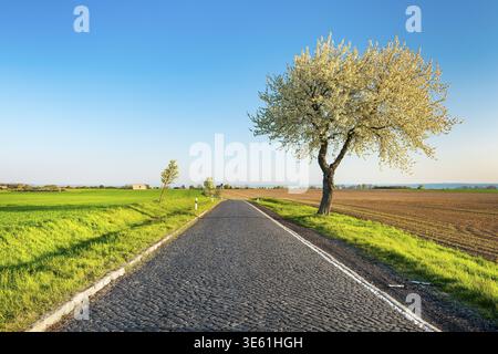 Un'antica strada di campagna con ciottoli conduce attraverso un tipico paesaggio campestre con campi verdi in primavera, un ciliegio fiorente sul lato del fiume Foto Stock