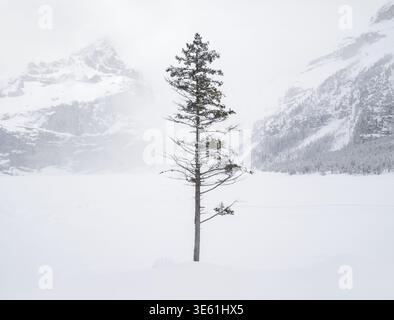 Un albero solitario si erge alto tra una coperta di neve, circondato da maestose montagne in una fredda giornata invernale. Foto Stock
