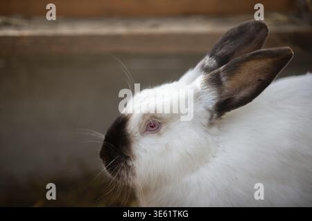 Primo piano di un coniglio bianco con orecchie nere e naso Foto Stock