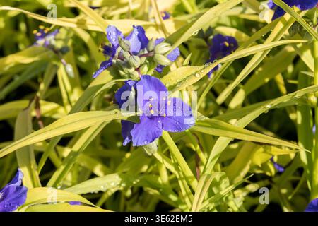 Dreimasterblume Tradescantia Sweet Kate McPHRM *** tre maestri di fiori Tradescantia Sweet Kate McPHRM McPHRM Foto Stock