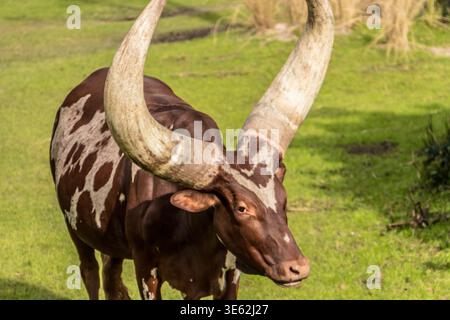 Una grande mucca marrone e bianca con corna sorge in un campo erboso. Le corna della mucca sono grandi e prominenti, e guardano a destra. Concetto di S Foto Stock