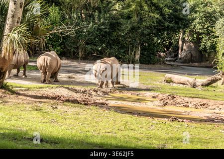 Tre elefanti camminano in un campo con uno stagno fangoso sullo sfondo. Gli elefanti stanno camminando in fila, e uno di loro sta mangiando erba. Il Foto Stock