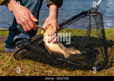 Primo piano delle mani dei pescatori che tengono una grande orata d'argento su una rete di sbarco sulla riva. Foto Stock