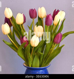 Mazzo di fiori freschi tagliati, tulipani bianchi e viola, disposti in un vaso blu aprile del Regno Unito Foto Stock