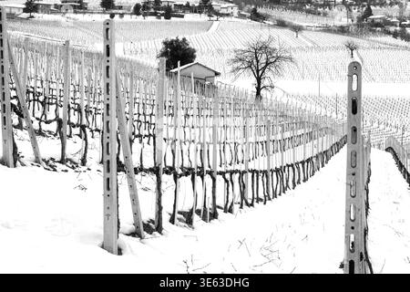 Vista invernale nevosa dei vigneti delle Langhe, della regione vinicola del Piemonte, del Nord Italia. Sito UNESCO dal 2014. Foto Stock