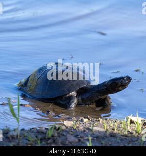Terrapin sul bordo dei laghetti Foto Stock