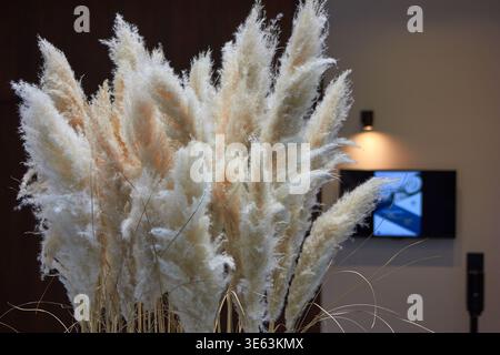 Vista ravvicinata di un'ampia disposizione di pampas secche con soffici pennacchi bianchi e color crema che dominano il primo piano. Il morbido, piumino Foto Stock