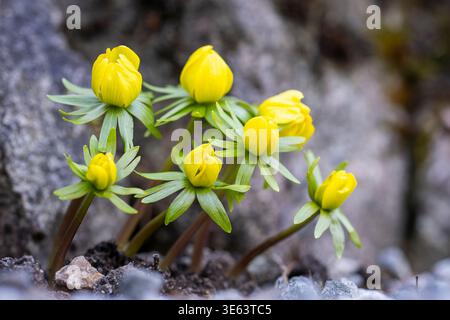 Aconite invernale (Eranthis hyemalis) gemme che emergono tra le pietre all'inizio della primavera, fiori gialli luminosi che segnalano la fine dell'inverno. Foto Stock