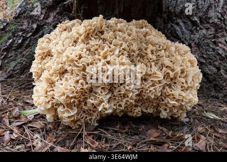 Cavolfiore fungo, New Forest, Hampshire, Regno Unito Foto Stock