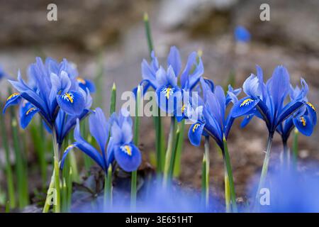 Iris nano blu (Iris reticulata «Alida») in fiore all’inizio della primavera, petali vibranti con accenti gialli che emergono dal suolo. Foto Stock