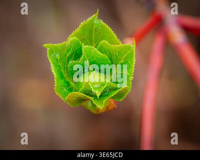 Macro di apertura di boccioli di piante verdi fresche con foglie seghettate e gocce d'acqua sullo stelo rosso profondità bassa del campo primo piano della natura Foto Stock