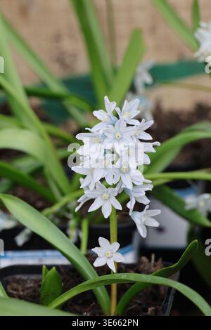 Puschkinia scilloides var. libanotica. Spruzzo di fiori squill bianchi a forma di labanone a forma di stella con una sottile striscia blu. Foto Stock