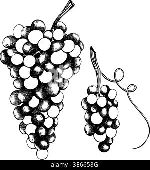 Immagine vettoriale dettagliata di due grappoli di uva scura. Immagine botanica illustrata in bianco e nero, disegnata a mano. Set di mazzi grandi e piccoli. Profilo Illustrazione Vettoriale