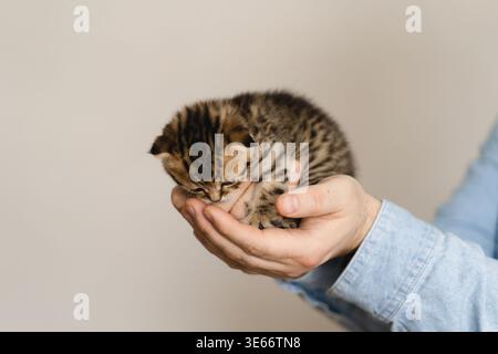 Giovane che gioca con piccoli gattini. Cura e amore per gli animali Foto Stock