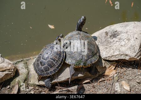 La tartaruga abbraccia una tartaruga più grande ai margini del laghetto Foto Stock