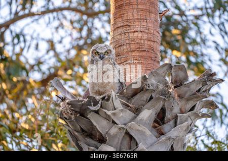 Giovane fuzzy grande gufo cornuto seduto nel nido di palma Foto Stock