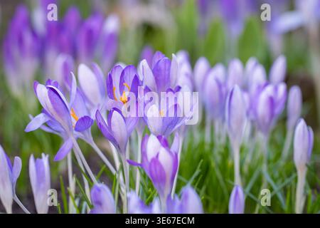 Crocus tommasinianus fiorito all'inizio della primavera, delicati petali viola con stami arancioni brillanti e luce naturale soffusa. Foto Stock