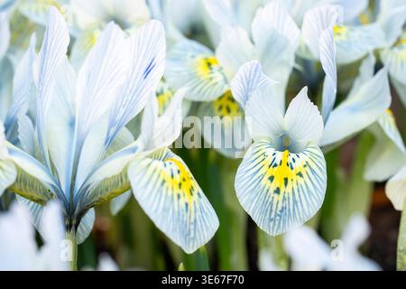 Iris reticulata «Katharine Hodgkin» in fiore, petali azzurri pallidi con venature delicate e cascate gialle all'inizio della primavera. Foto Stock