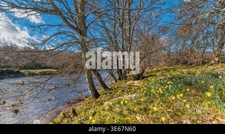 River Dee Aberdeenshire Scotland Cambus o May in Spring narcisi che crescono selvatiche sulle rive del fiume Foto Stock