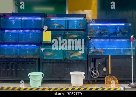 Mercato del pesce di Hong Kong. I pesci nuotano tranquillamente in vasche blu impilate. Le luci a LED si illuminano sotto l'acqua. Secchi e uno straccio si trovano sul pavimento. Ventilatore e rete nelle vicinanze. Questa scena suggerisce un mercato del pesce o un negozio Foto Stock
