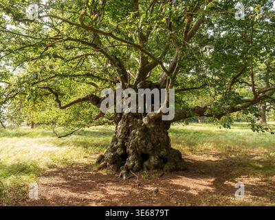 Antico faggio europeo, Fagus sylvatica, con tronchi gnarati e burroni sull'isola di Æbelø, area forestale protetta nel Kattegat, a nord di Fyn, Danimarca Foto Stock
